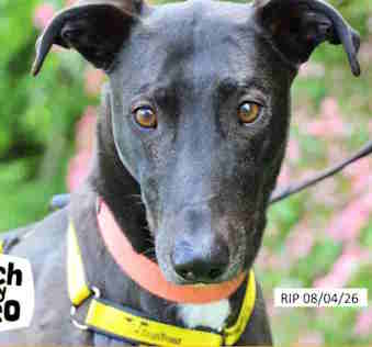 Domino RIP 08/-4/2-26